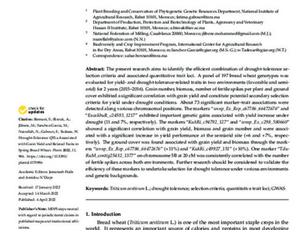 Drought-Tolerance QTLs Associated with Grain Yield and Related Traits in Spring Bread Wheat