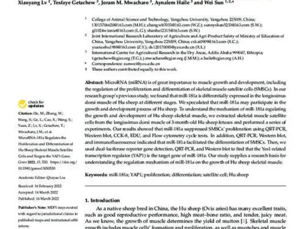 MicroRNA-181a Regulates the Proliferation and Differentiation of Hu Sheep Skeletal Muscle Satellite Cells and Targets the YAP1 Gene