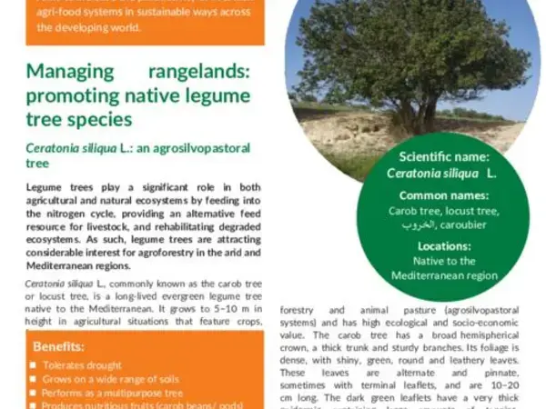 Managing rangelands: promoting native legume tree species, Ceratonia siliqua L.: an agrosilvopastoral tree