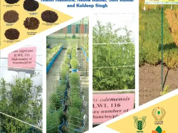 Wild Lentils: Treasure of Novel Diversity