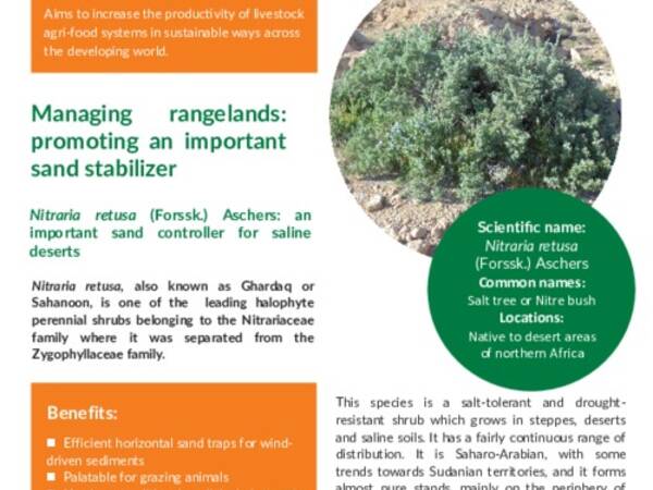 Nitraria retusa (Forssk.) Aschers: an important sand stabilizer for saline deserts