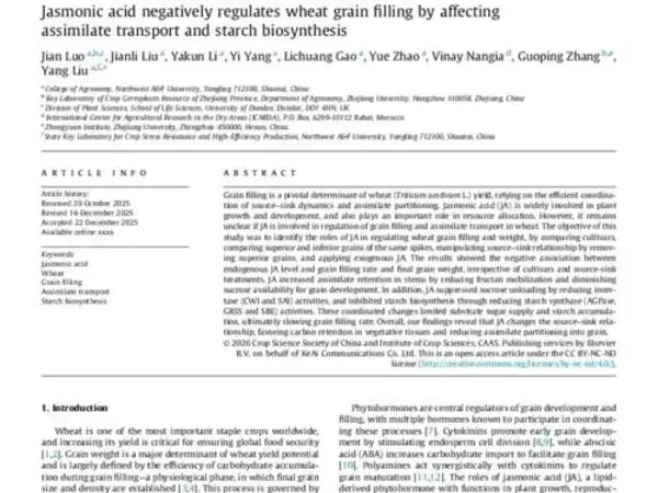 Jasmonic acid negatively regulates wheat grain filling by affecting assimilate transport and starch biosynthesis