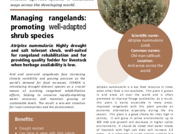 Managing rangelands: promoting well-adapted shrub species: Atriplex nummularia: Highly drought and salt tolerant shrub, well-suited for rangeland rehabilitation and for providing quality fodder for livestock when herbage availability is low