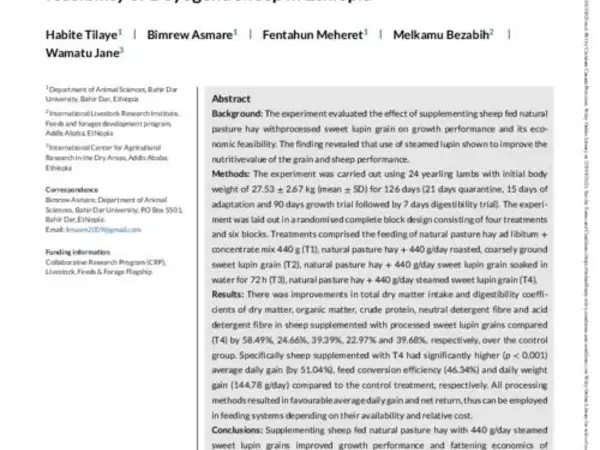 Effect of processed sweet lupin (Lupinus angustifolius) grain supplementation on growth performance and socioeconomic feasibility of Doyogena sheep in Ethiopia
