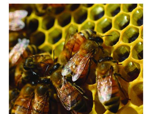 AI-Driven Climate-Smart Beekeeping for Women | 2021 Project Report