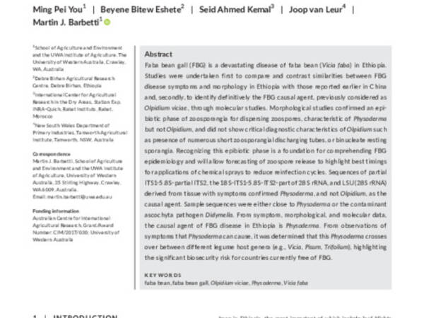 Physoderma, not Olpidium, is the true cause of faba bean gall disease of Vicia faba in Ethiopia