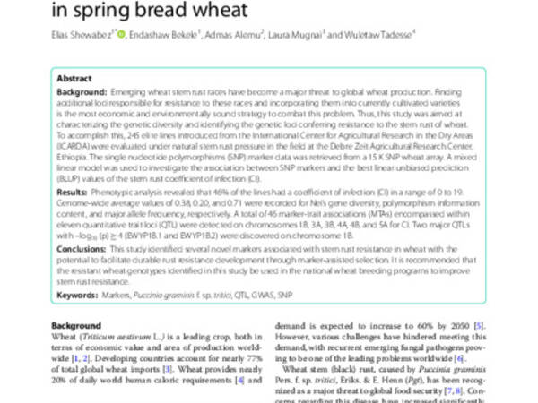 Genetic characterization and genome-wide association mapping for stem rust resistance in spring bread wheat