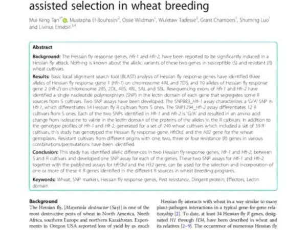 Development of SNP assays for hessian fly response genes, Hfr-1 and Hfr-2, for marker-assisted selection in wheat breeding