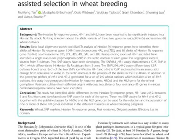 Development of SNP assays for hessian fly response genes, Hfr-1 and Hfr-2, for marker-assisted selection in wheat breeding