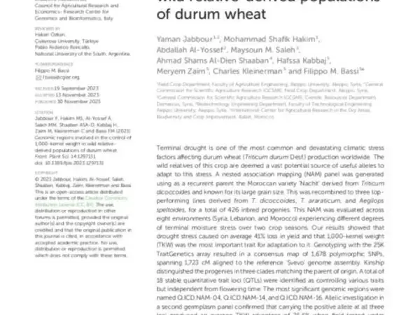 Genomic regions involved in the control of 1,000-kernel weight in wild relative-derived populations of durum wheat