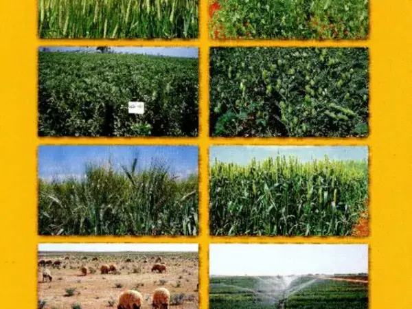 إيكاردا وسورية : خمسة وعشرون عاماً من التعاون والعطاء