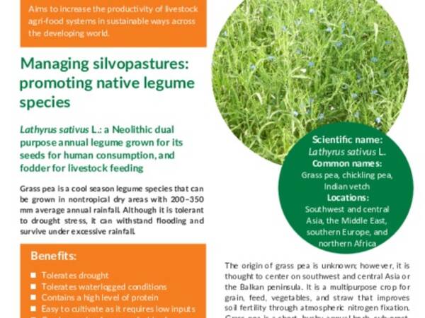 Managing silvopastures: promoting native legume species; Lathyrus sativus L.: a Neolithic dual purpose annual legume grown for its seeds for human consumption, and fodder for livestock feeding