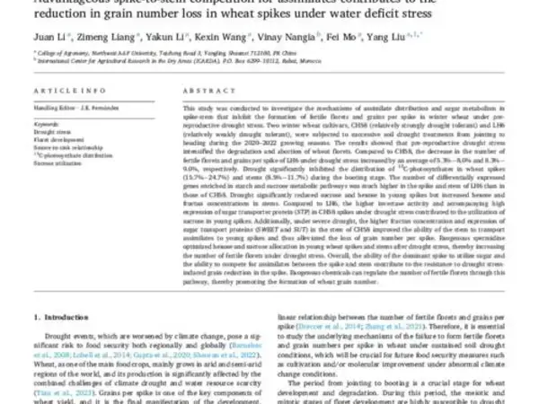 Advantageous spike-to-stem competition for assimilates contributes to the reduction in grain number loss in wheat spikes under water deficit stress