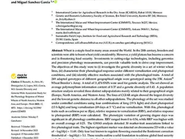 Genetic Diversity and Genome-Wide Association Study for the Phenology Response of Winter Wheats of North America, Western Asia, and Europe