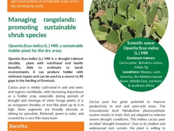  Managing rangelands: promoting sustainable shrub species: Opuntia ficus-indica (L.) Mill: a sustainable fodder plant for the dry areas