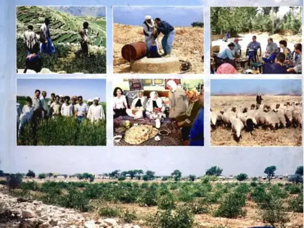 ICARDA Annual Report 2003