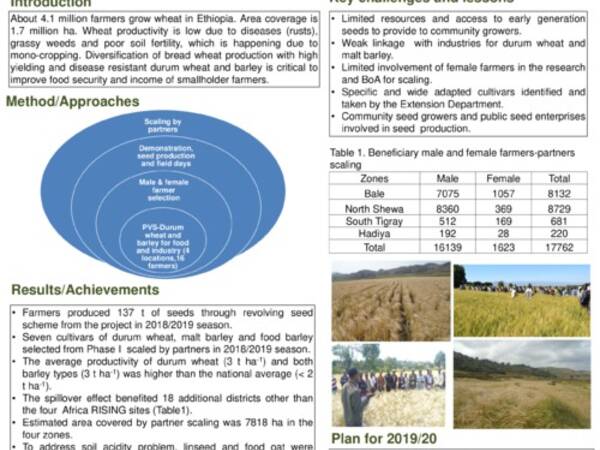 Diversification of wheat based cropping system through the introduction of high yielding barley and durum wheat in the highlands of Ethiopia 