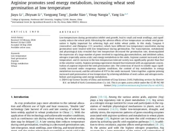 Arginine promotes seed energy metabolism, increasing wheat seed  germination at low temperature