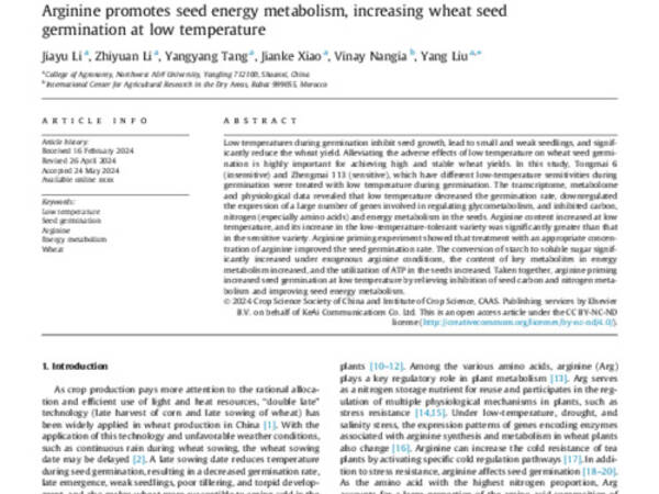 Arginine promotes seed energy metabolism, increasing wheat seed  germination at low temperature