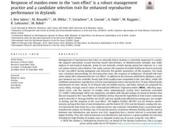 Response of maiden ewes to the ‘ram effect’ is a robust management practice and a candidate selection trait for enhanced reproductive performance in drylands