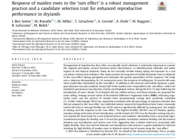 Response of maiden ewes to the ‘ram effect’ is a robust management practice and a candidate selection trait for enhanced reproductive performance in drylands