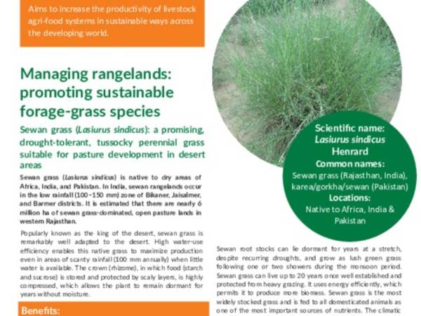 Managing rangelands: promoting sustainable forage-grass species: Lasiurus sindicus Henrard: a promising, drought-tolerant, tussocky perennial grass suitable for pasture development in desert areas