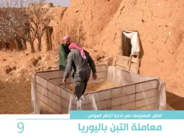 أفضل الممارسات في إدارة أغنام العواس 9 – معاملة التبن باليوريا