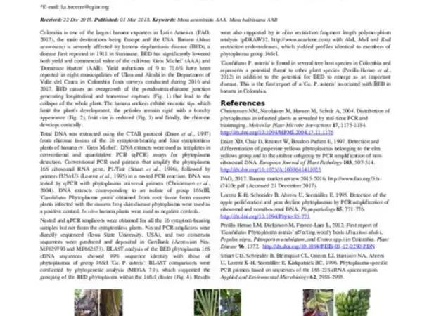 First report of a ‘Candidatus Phytoplasma asteris’ isolate associated with banana elephantiasis disease in Colombia