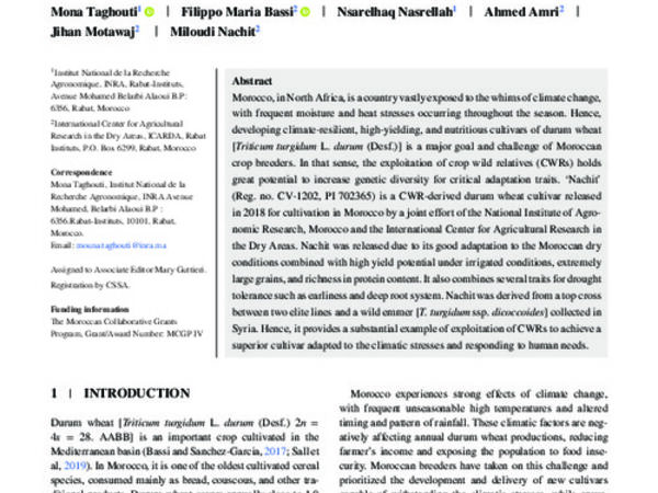 ‘Nachit’, a wild-relative-derived durum wheat resilient to climate change in Morocco