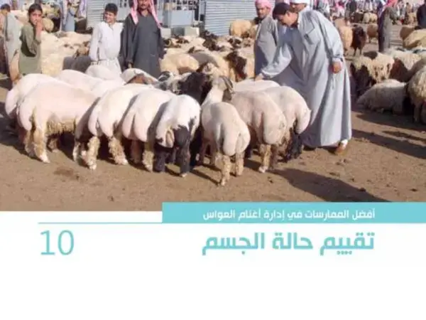 أفضل الممارسات في إدارة أغنام العواس 10 – تقييم حالة الجسم