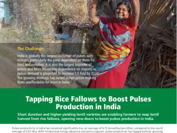 Tapping Rice Fallows to Boost Pulses Production in India