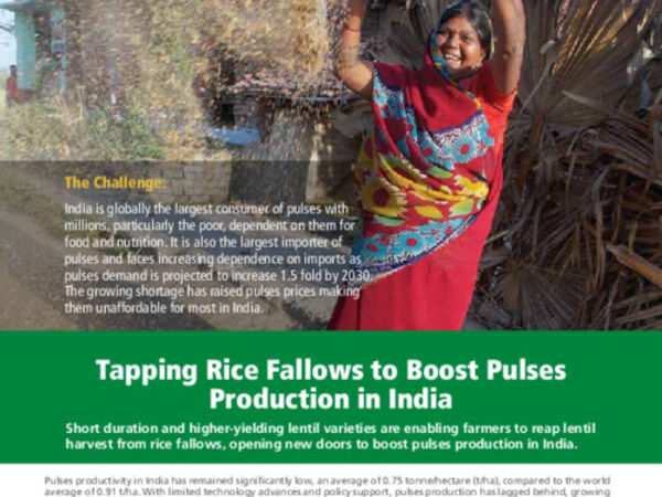 Tapping Rice Fallows to Boost Pulses Production in India