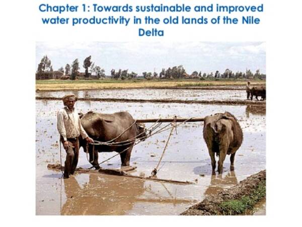 Towards sustainable and improved water productivity in the old lands of the Nile Delta