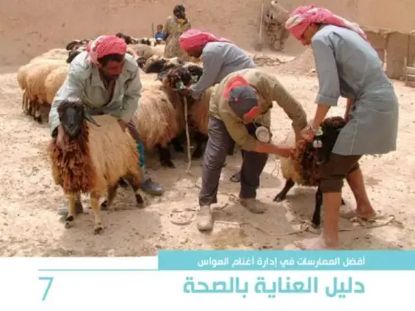أفضل الممارسات في إدارة أغنام العواس 7 -  دليل العناية بالصحة