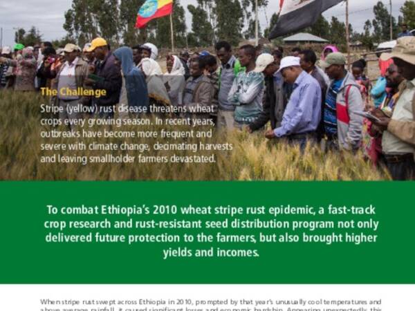 To combat Ethiopia’s 2010 wheat stripe rust epidemic, a fast-track crop research and rust-resistant seed distribution program not only delivered future protection to the farmers, but also brought higher yields and incomes.