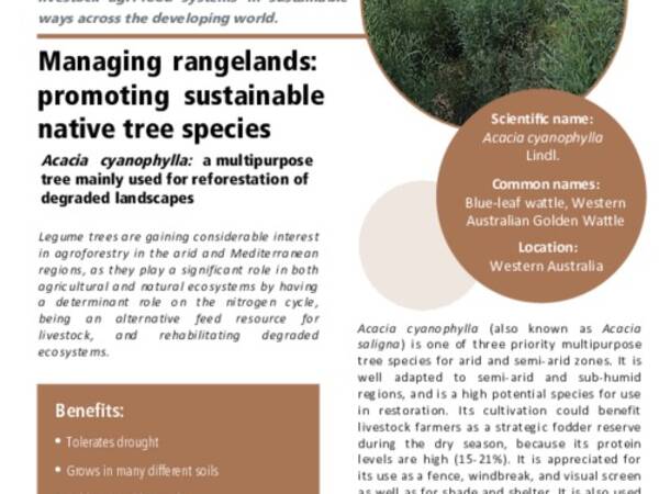 Managing rangelands: promoting sustainable native tree species: Acacia cyanophylla: a multipurpose tree mainly used for reforestation of degraded landscapes