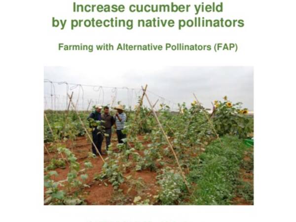 Increase cucumber yield by protecting native pollinators: Farming with Alternative Pollinators (FAP)