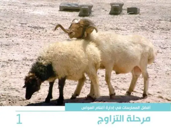 أفضل الممارسات في إدارة أغنام العواس 1 -  مرحلة التزاوج