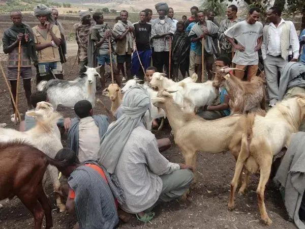 Community-based livestock breeding strategies enhance small holder resilience