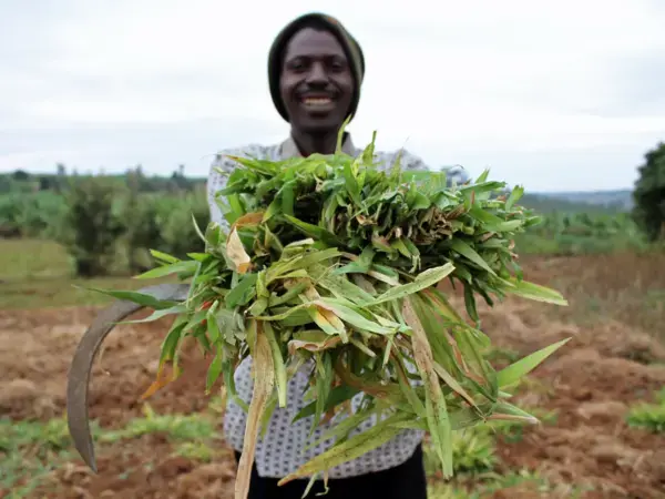 Promoting Value Chains and Policies