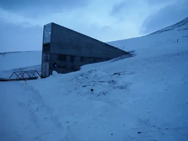 ICARDA sent its precious seed collection to the Svalbard Seed Vault for safekeeping in 2014