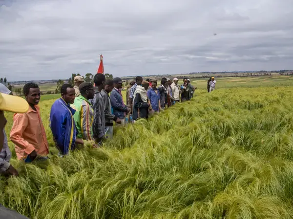 Randomized Control Trials (RCTs) are being used to identify effective crop extension models in Ethiopia
