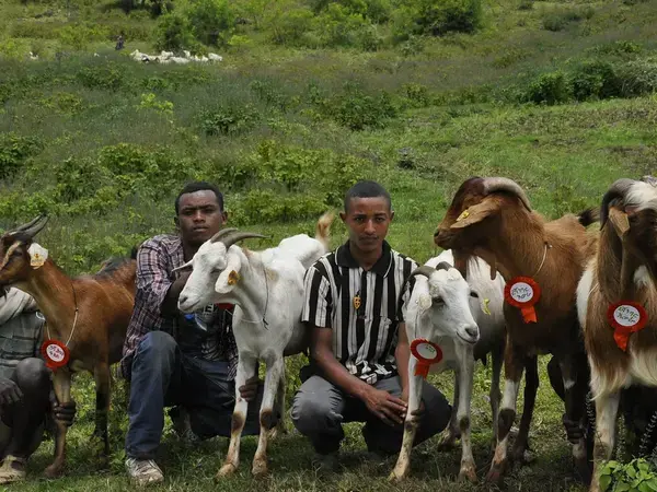 Community-based breeding programs are adapted to the resource constraints of smallholder farmers