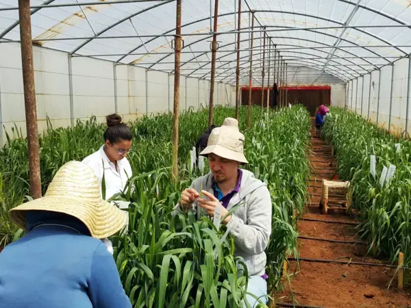 Enhancing Arab food security 