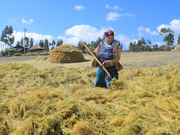 exposing alamaya crop to the sun