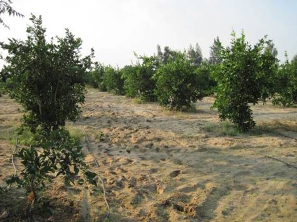 Irrigation activities in Egypt