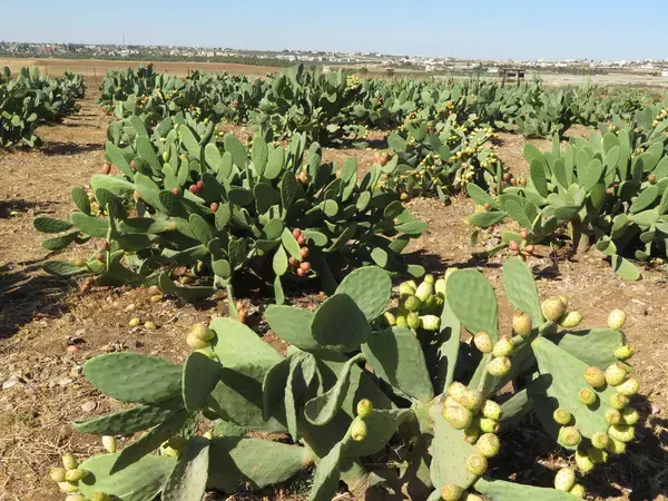 Cactus at the Mushaqqar station 