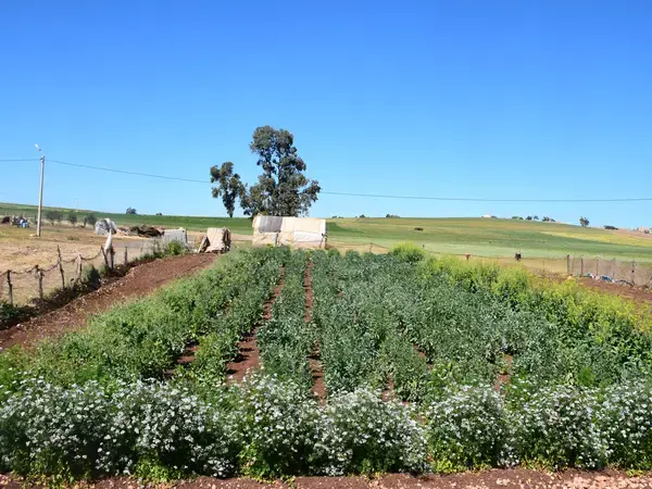 Strips, composed of marketable plants such as oil seeds, spices or food crops, attract a higher diversity of pollinators