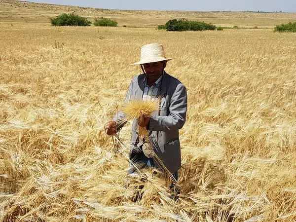 Barley is an important commodity which farmers get technical SMS messages about.