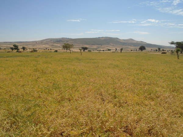 Chickpea field in Ethiopia